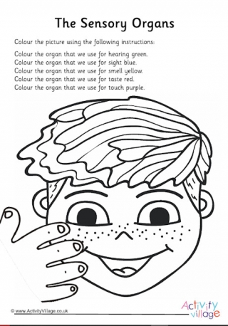 5 Sense Organs Easy Drawing | Easy drawings for kids, Sense organs chart,  Kindergarten drawing