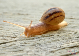Snail Poster 4
