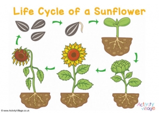 life cycle of a flowering plant diagram for kids