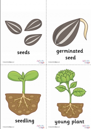 Life Cycle of a Sunflower