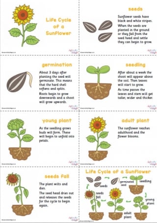 Life Cycle of a Sunflower