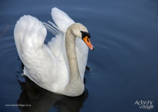 Swan Poster