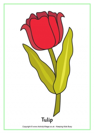 Tulips