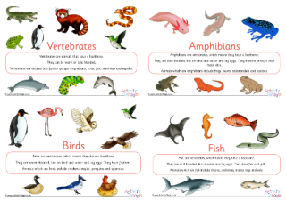 Vertebrates Display Posters