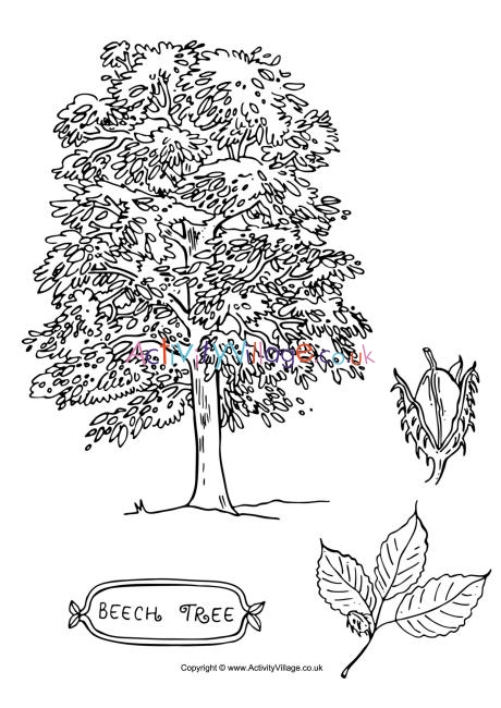 Download Beech Tree Colouring Page