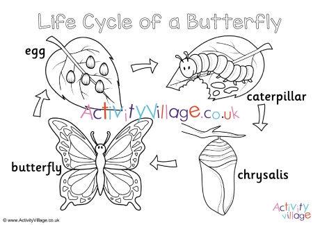 butterfly life cycle coloring pages