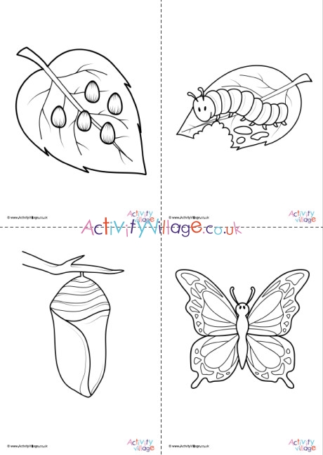 butterfly life cycle coloring pages