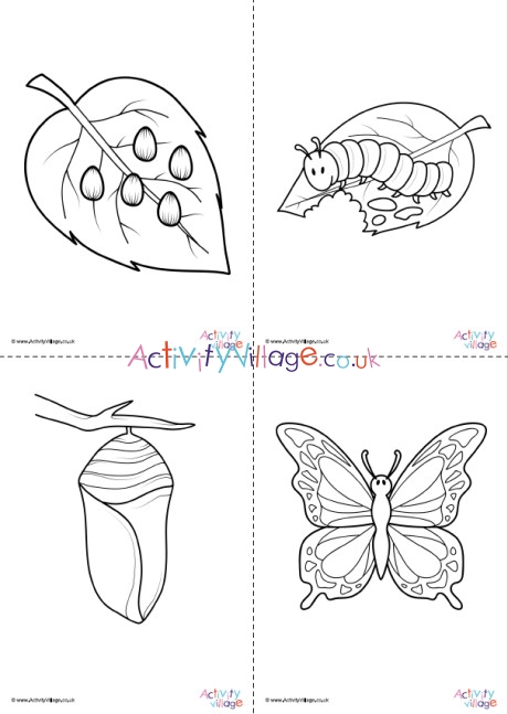 coloring pages of butterfly life cycle