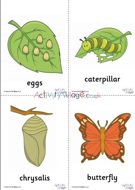 butterfly-life-cycle-posters-set