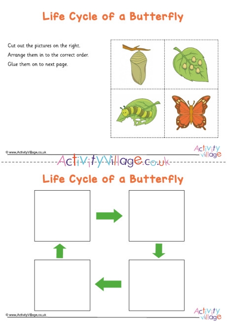 life cycle of a butterfly worksheet