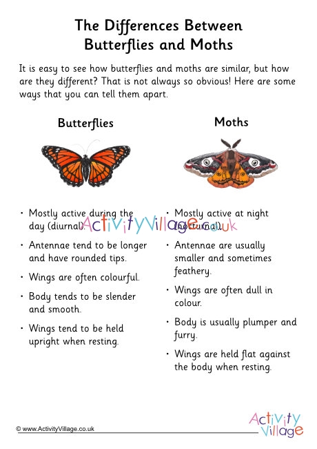 Butterfly Vs Moth Fact Sheet 3878