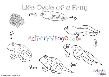 How to draw Frog Life Cycle of a School Project | Lifecycle of a frog, Frog  life, Life cycles