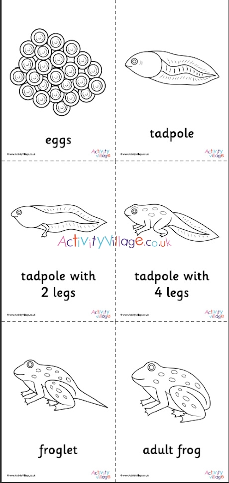 tadpole coloring pages