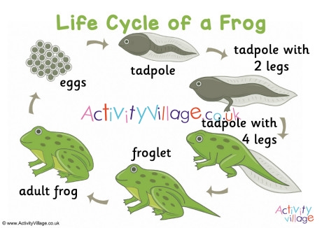 frog cycle for kids