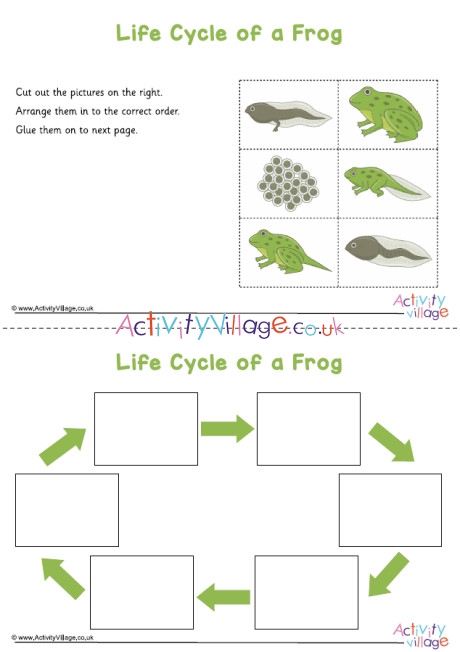 Frogs Life Cycle Worksheet