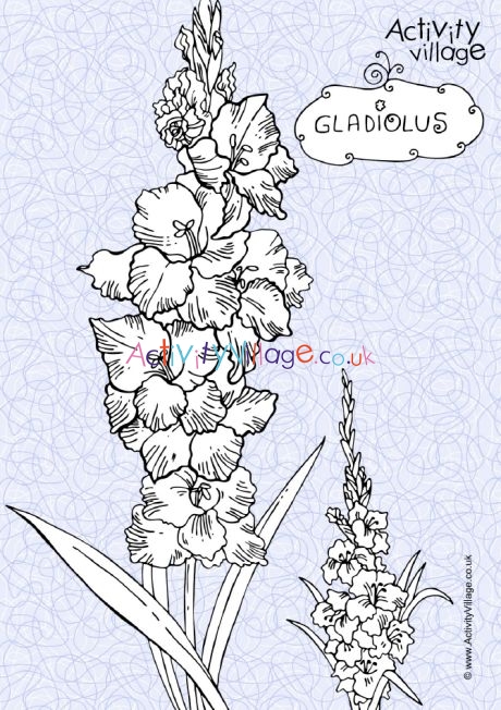 Download Gladiolus Colouring Page 2