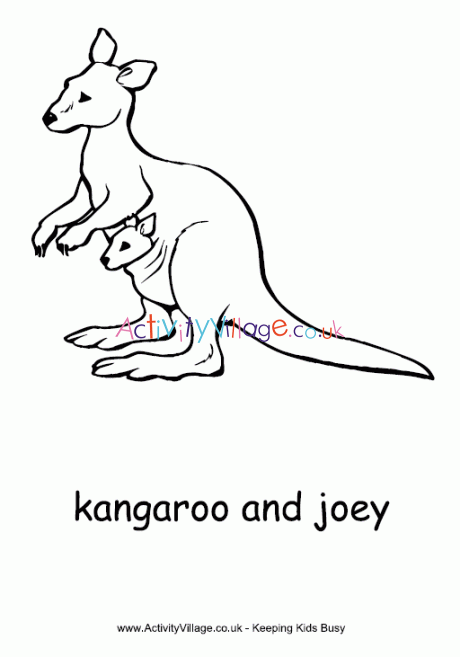 kangaroo joey in color