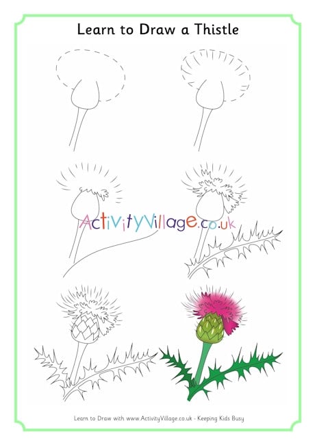 Black And White Flower Creeping Thistle Spear Thistle Drawing Weed  Plants Bud Common Dandelion Creeping Thistle Spear Thistle Drawing png   PNGWing