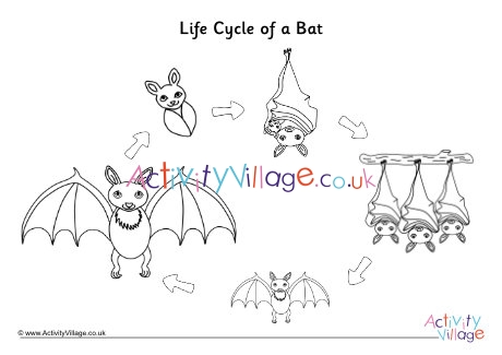 bat life cycle wheel printable