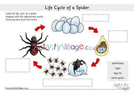 life cycle of a spider diagram