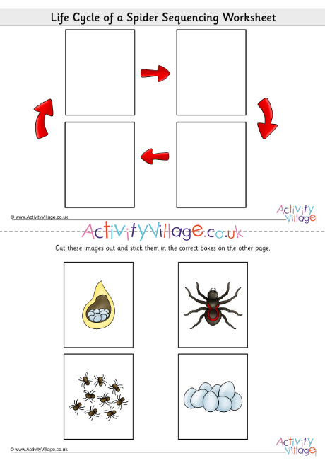 spider life cycle worksheet