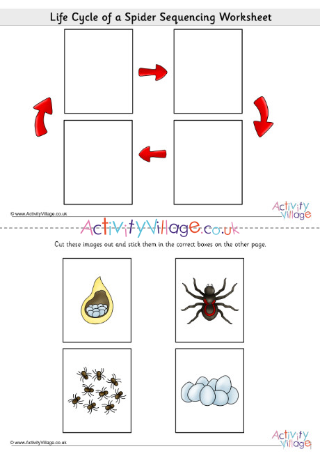 life cycle of a spider diagram