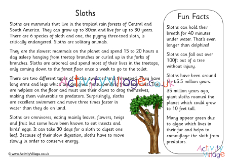 Sloth Fact Sheet