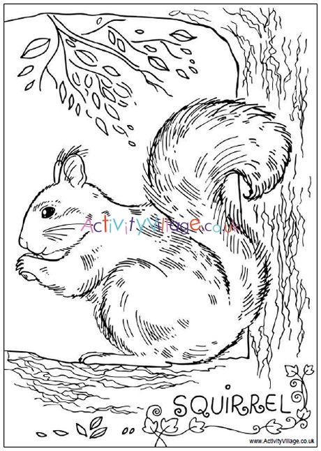 Squirrel colouring page