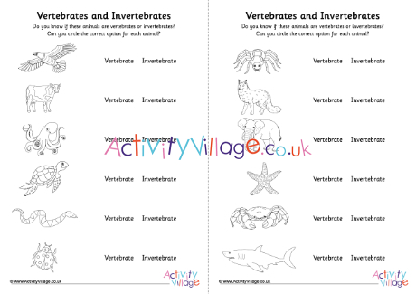 invertebrates classification worksheet